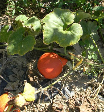 Les Vergers du Val Garonne : vente de courges à Toulouse (82) & Bordeaux (33)