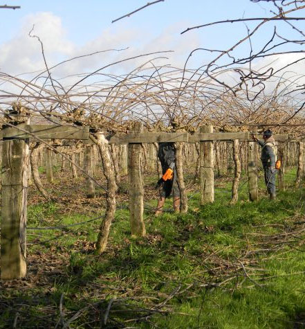 Les Vergers du Val Garonne : verger ecoresponsable à Toulouse (82) & Bordeaux (33)