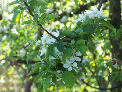 Le réveil des pommiers en fleurs