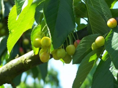 Les cerises se développent