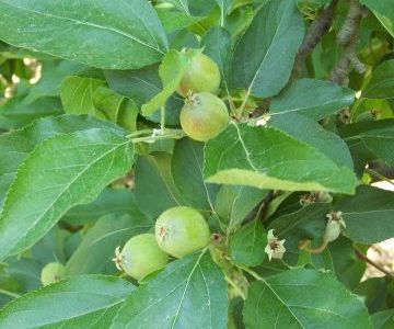 Le grossissement des pommes