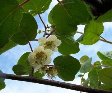 La floraison des actinidias (kiwis)