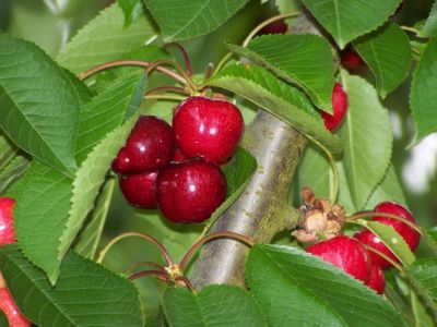 La cueillette des cerises