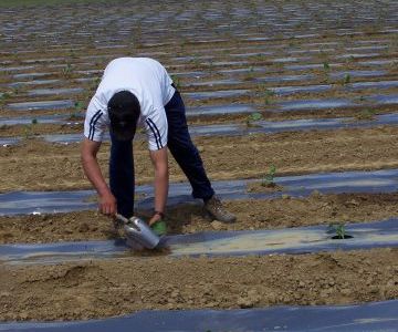 La plantation des citrouilles