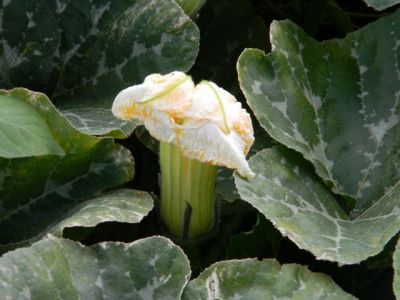 Les citrouilles en fleurs