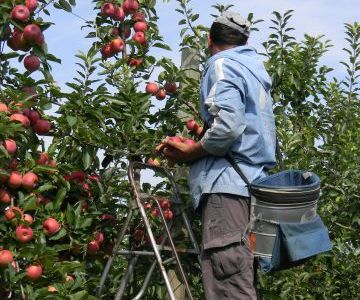 Comment cueille t’on les pommes ?