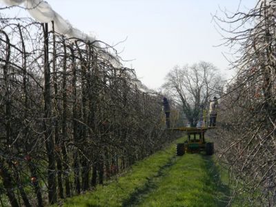 La taille des pommiers