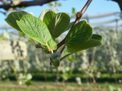 Les premières feuilles de kiwis pointent le bout de leur nez...