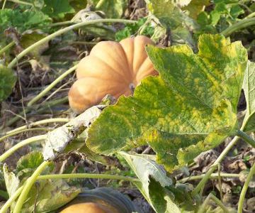 Semis des citrouilles