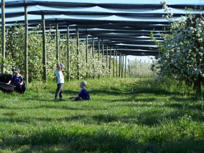 Le réveil des pommiers en fleurs