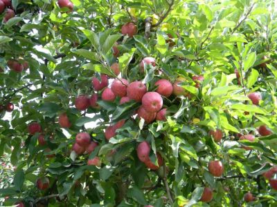 La cueillette des pommes débute