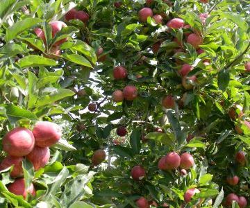 La cueillette des pommes débute