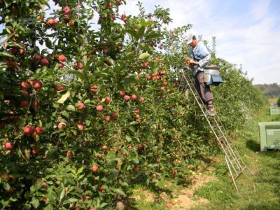 Comment cueille t’on les pommes ?