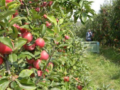 Comment cueille t’on les pommes ?