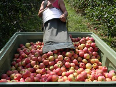 Comment cueille t’on les pommes ?