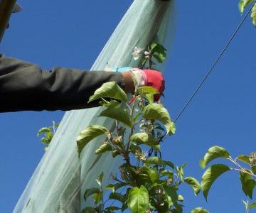 Mise en place des diffuseurs de phéromones