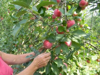 Comment cueille t’on les pommes ?