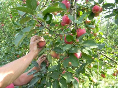 Comment cueille t’on les pommes ?