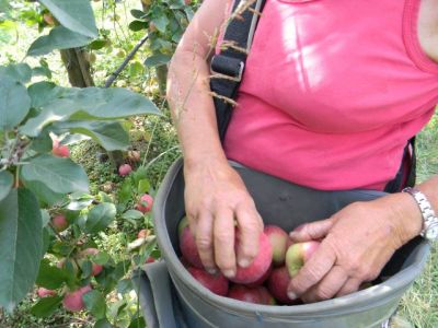 Comment cueille t’on les pommes ?