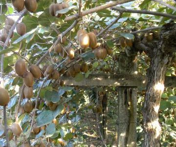 La cueillette des kiwis