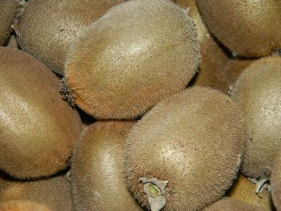 La cueillette des kiwis