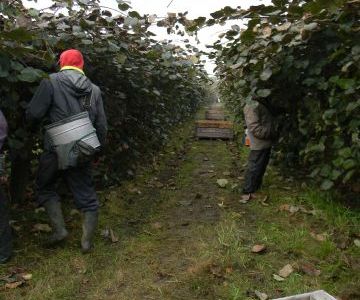 La cueillette des kiwis