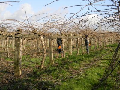 La taille des actinidias (kiwis)