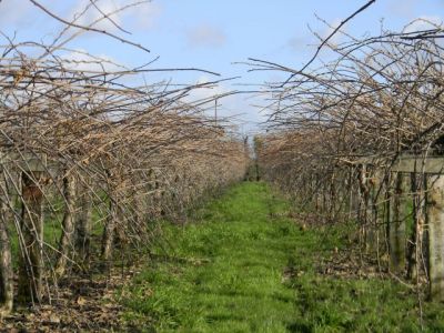 La taille des actinidias (kiwis)