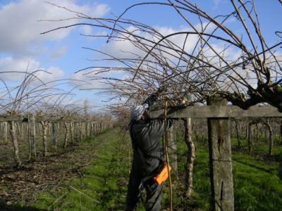 La taille des actinidias (kiwis)