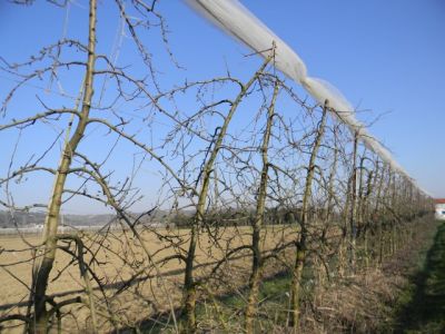 La taille des pommiers