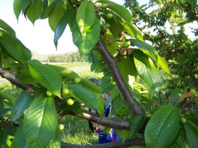 Les cerises apparaissent