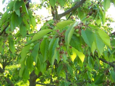 Les cerises apparaissent