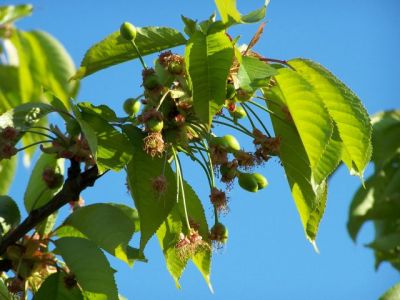 Les cerises apparaissent