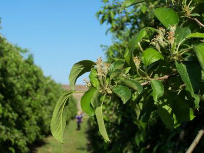 Les pommes commencent à se former