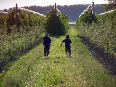 Les pommes commencent à se former