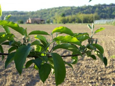 Les pommes commencent à se former