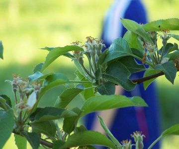 Les pommes commencent à se former