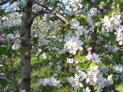 Le réveil des pommiers en fleurs