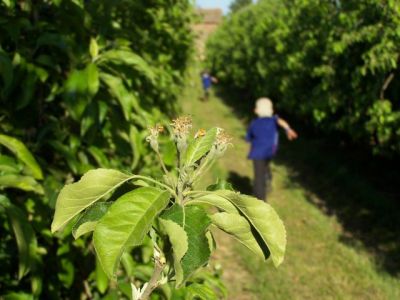 Les pommes commencent à se former