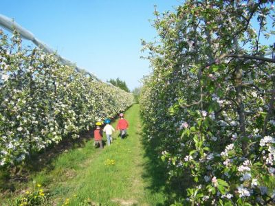 Le réveil des pommiers en fleurs