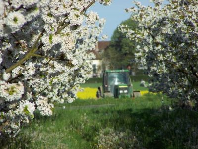 Les cerisiers en fleurs...