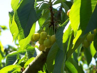 Les cerises se développent