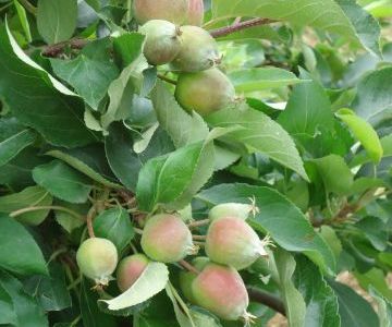 Le grossissement des pommes