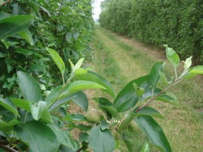 Le grossissement des pommes