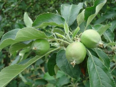 Le grossissement des pommes