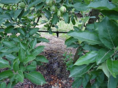 Le grossissement des pommes