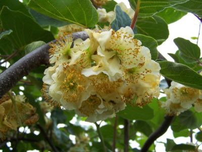 Fleurs sur pied mâle