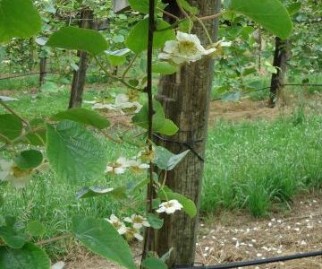 Fleurs sur pied femelle