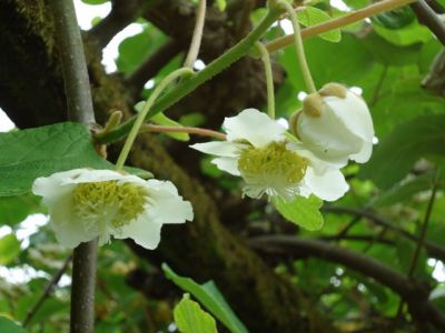 La floraison des actinidias (kiwis)