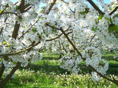 Les cerisiers en fleurs...